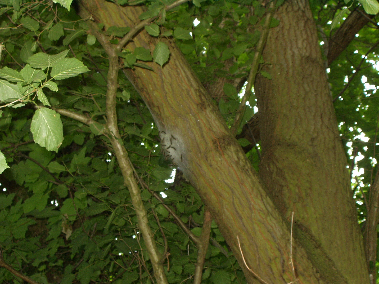 An Oak Processionary Moth nest, high in the canopy of a tree