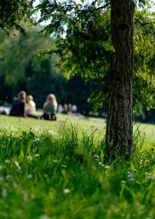 relax-in park relax-in park
